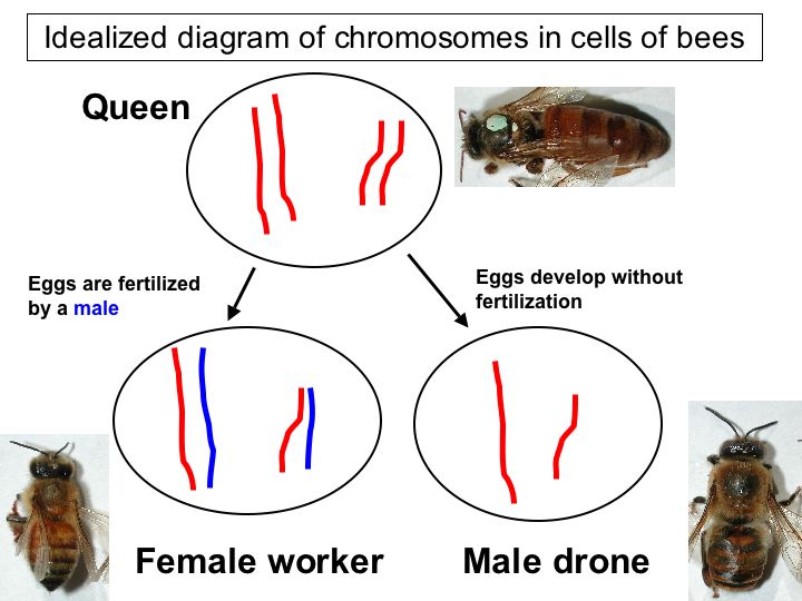 Honey Bee Genome Beespotter University Of Illinois 2636